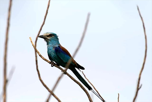 طائر الشقراق على غصن